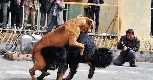 比特犬和藏獒的死亡之战, 场面完全失控, 最后撬杠撬开死亡之口