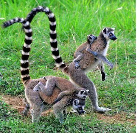 英国动物园诞下环尾狐猴双胞胎幼崽,小猴出生就有毛,只有网球大
