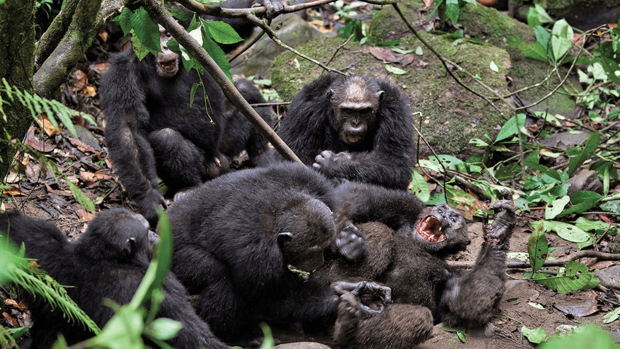 吃猴子吃人后,黑猩猩又被首次发现吃掉大猩猩,或受人类行为影响