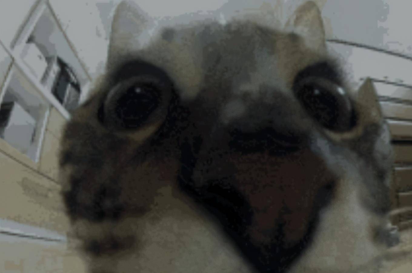 猫咪的这种突如其来的自拍,拍出来效果非常搞笑,本身是这么可爱的一个