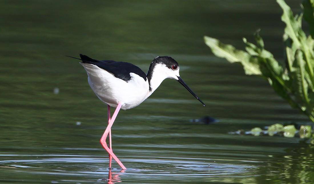 原创体态修长的黑白色水鸟