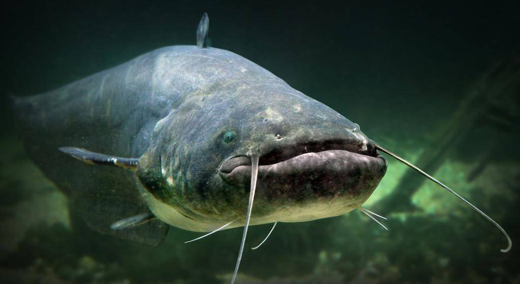 鲶鱼——一种长着大嘴巴的鱼