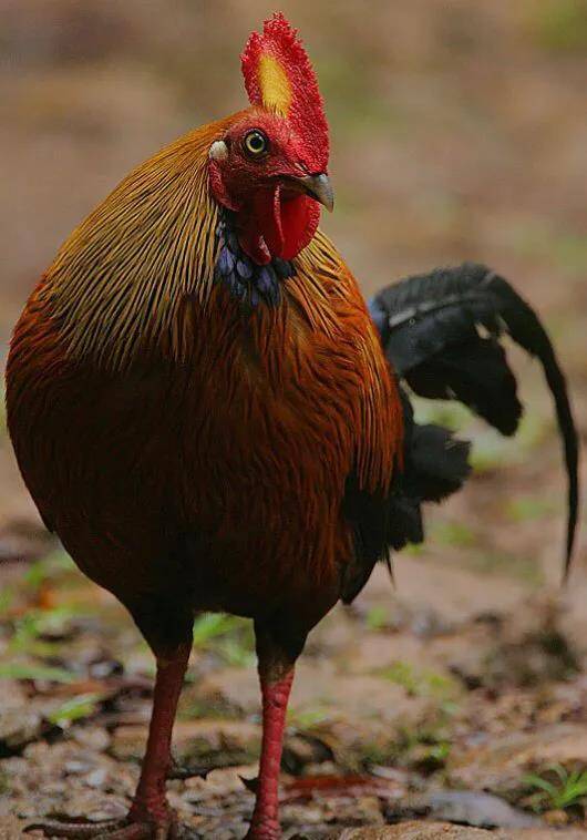 黑尾原鸡～斯里兰卡的国鸟