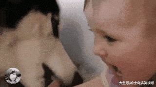 二哈犯错不改,主人派出