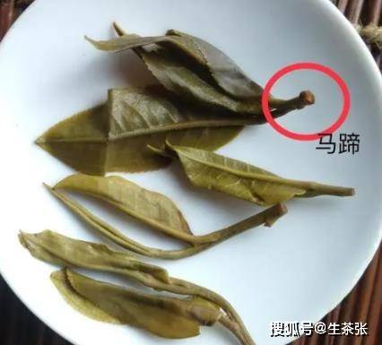 马蹄你有了解过吗?_茶叶