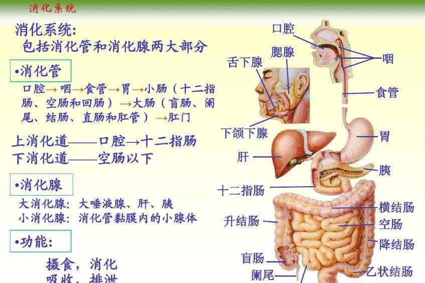 从消化系统上看,人从口中摄入食物,在口中的就开始了消化的第一道