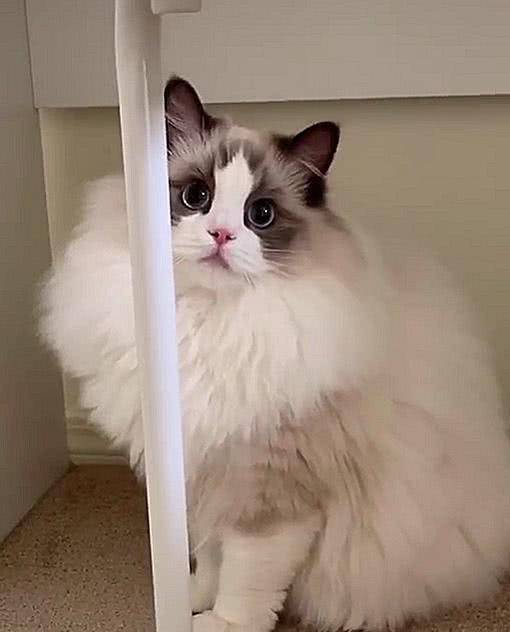 猫咪界中的仙女猫,颜值和身价成正比,网友:行走的人民