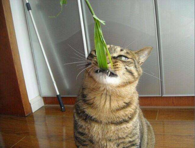 猫咪为什么喜欢"吃草"?看完这些就知道原因了