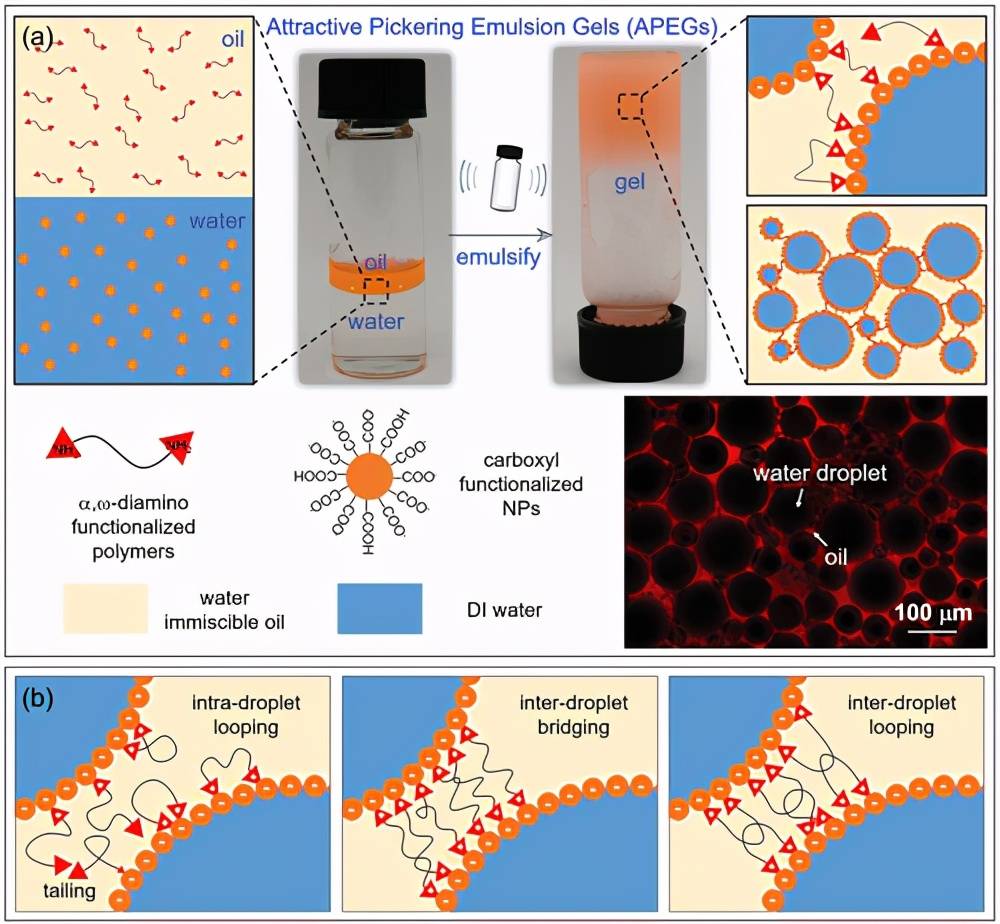 advmater浙江大学陈东高翔有吸引力的pickering乳液凝胶