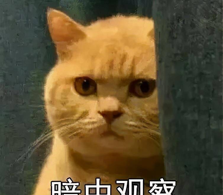 猫咪:向邪恶势力低头,是谁捏住了我命运的后脖颈