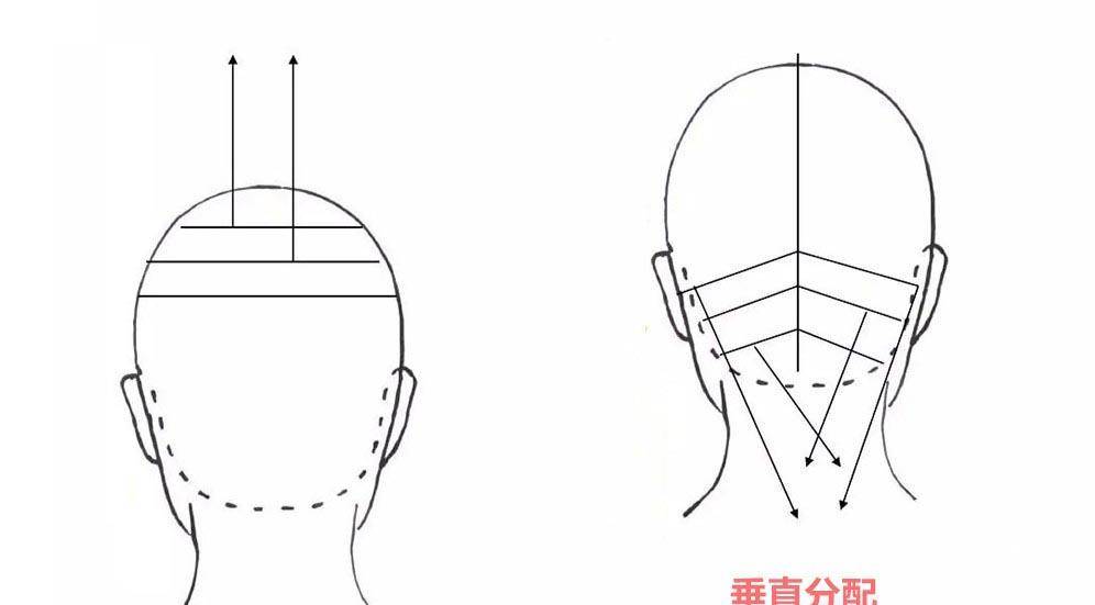 发型师必修课,发型基础理论知识,发型的科学分区