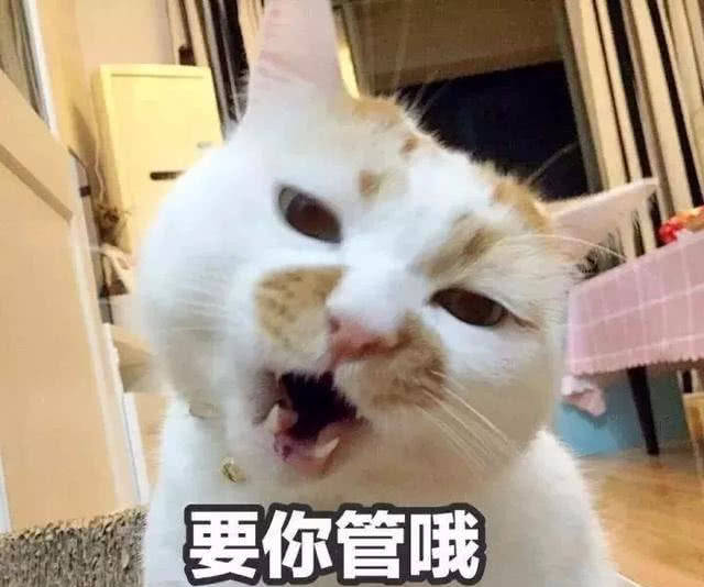 "跟我家猫吵了一架后,它3天没理我"