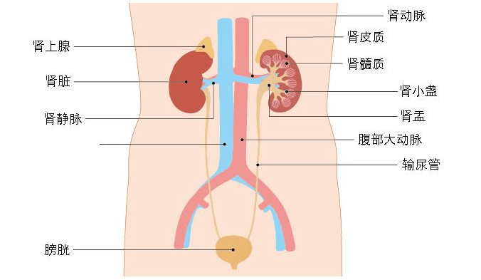 康圩e健康带您重新认识肾脏