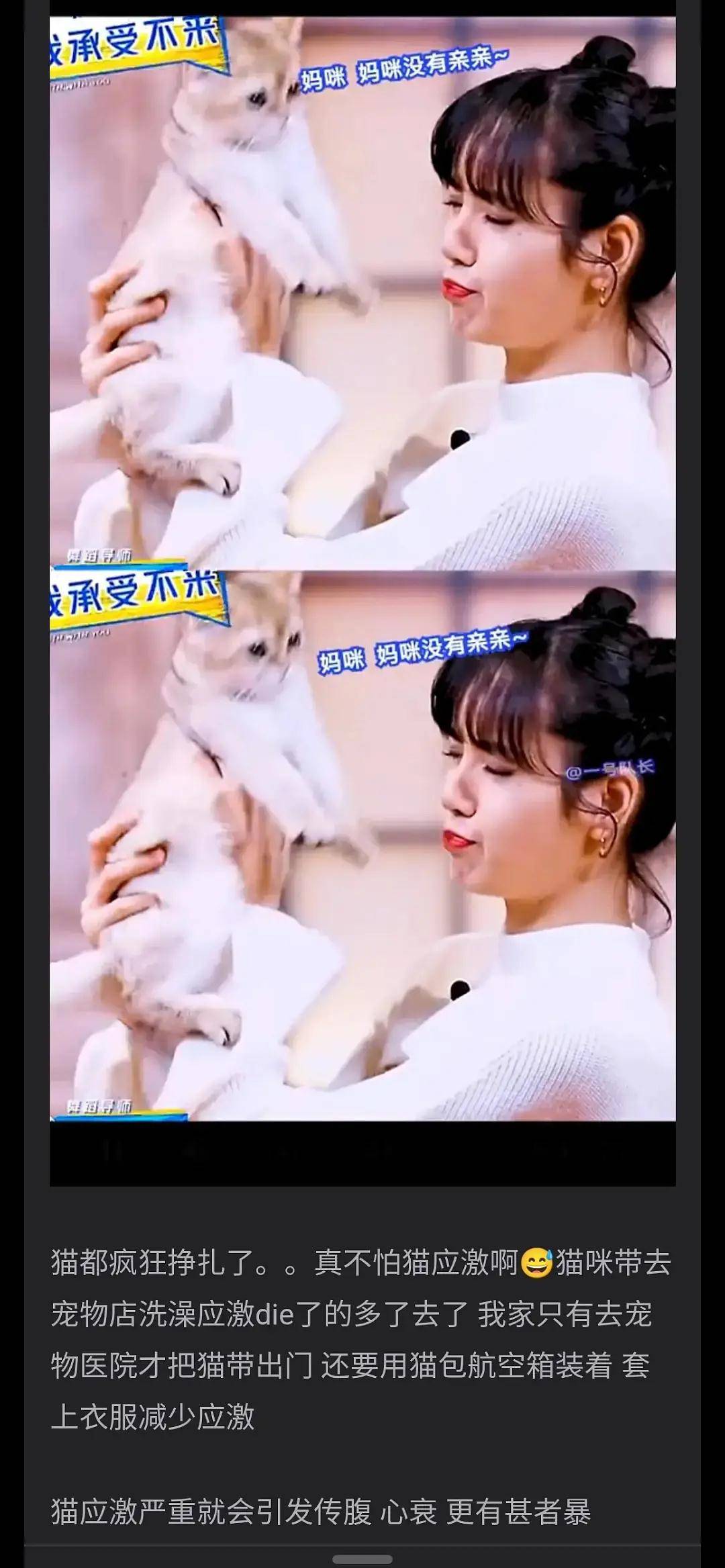 原创blackpink的lisa养猫惹众怒:炫耀家养折耳猫,养猫没绝育还配种