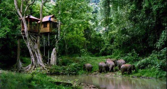 云南大象回家仅剩26公里,会不会再出走?如何保护亚洲象