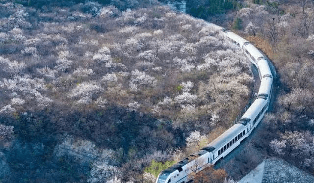 北京最美的火车观光线—市郊铁路s2线 行驶在花海中_列车