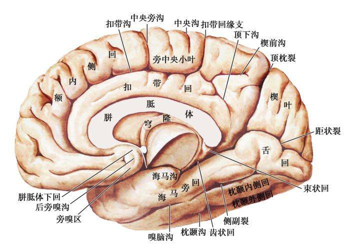 图8-3 大脑半球背外侧面的沟与回是大脑半球最深,最明显的一条裂.