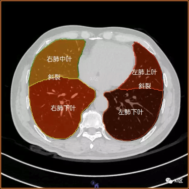 最近我找了数据做了一些图片,今天我们聊一聊肺的分叶分段的相关知识