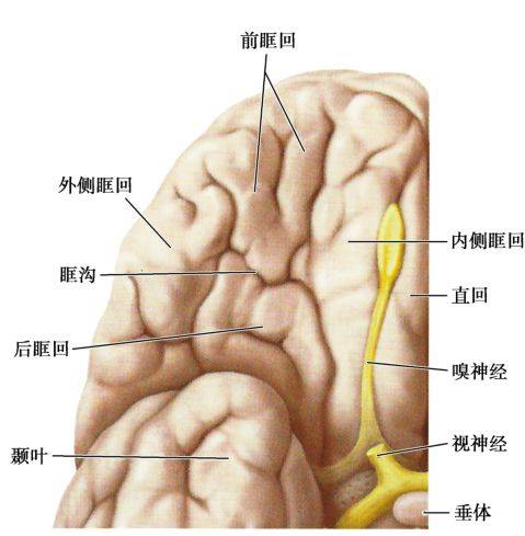 有一与内眶缘平行的直沟,称为嗅沟,此沟内容纳嗅球与嗅束.