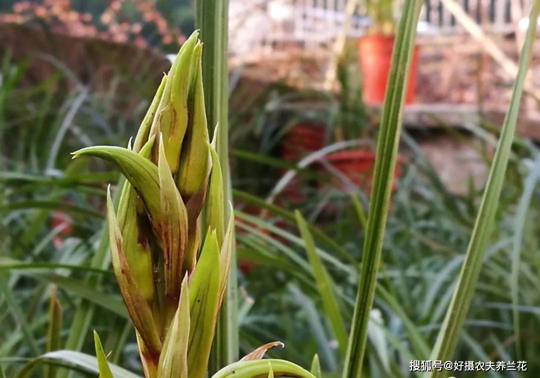 营养生长(长苗)和生殖生长(开花),兰花的新苗与花苞,都是从同一个芦头