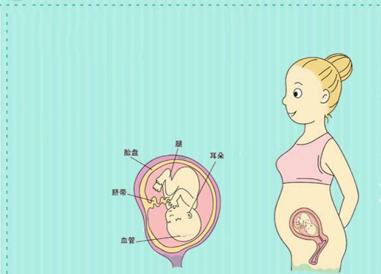 孕产说: 18周胎儿在什么位置, 怀孕18周了究竟胎儿位置在哪里呢
