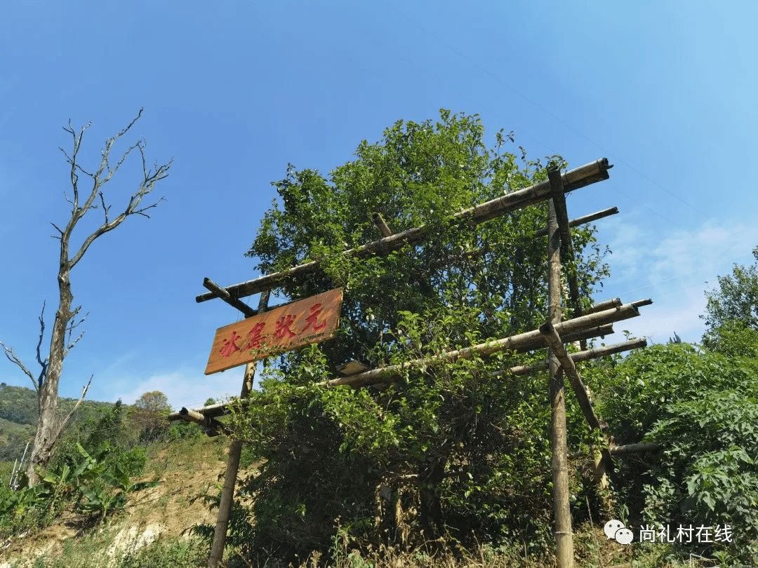 吉象三十六山临沧最贵茶山冰岛老寨