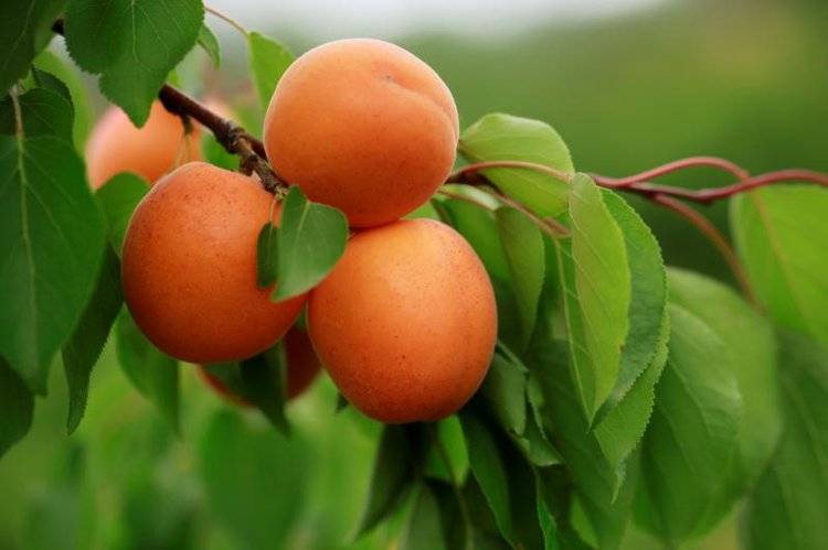 杏树的病虫害要怎样防治?杏树苗哪里有?_果实