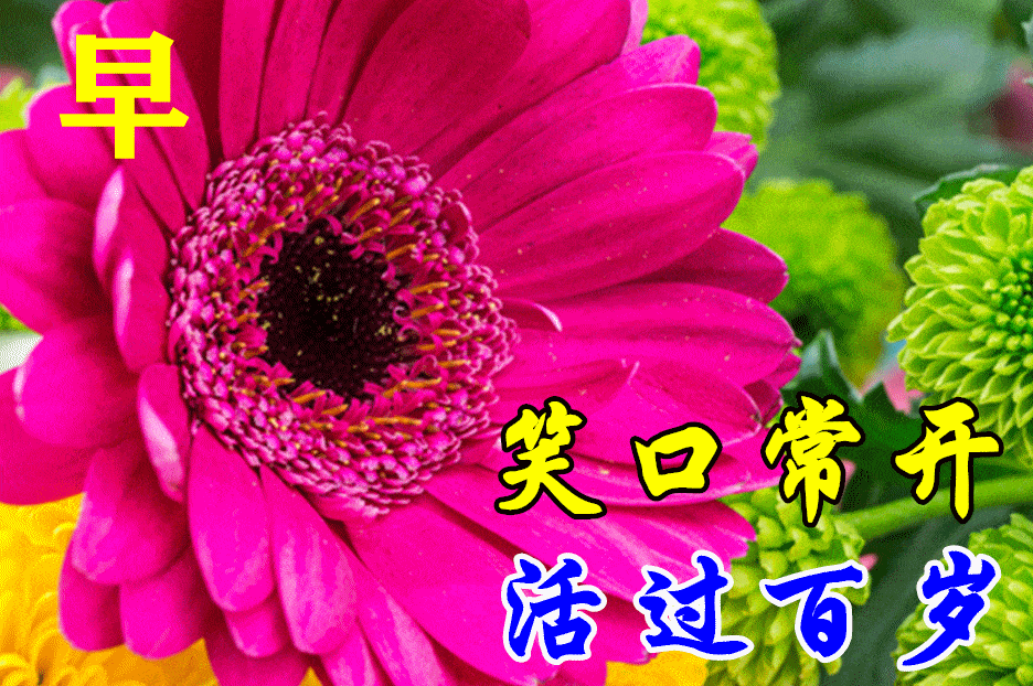 8张免打字漂亮好看的早上好鲜花带字,2021早晨好幸福暖心的问候图片