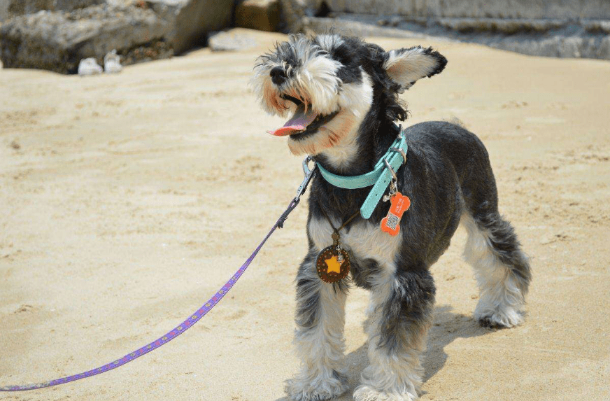 原创最通人性的"小型犬",即便身材小,也会奋不顾身保护你