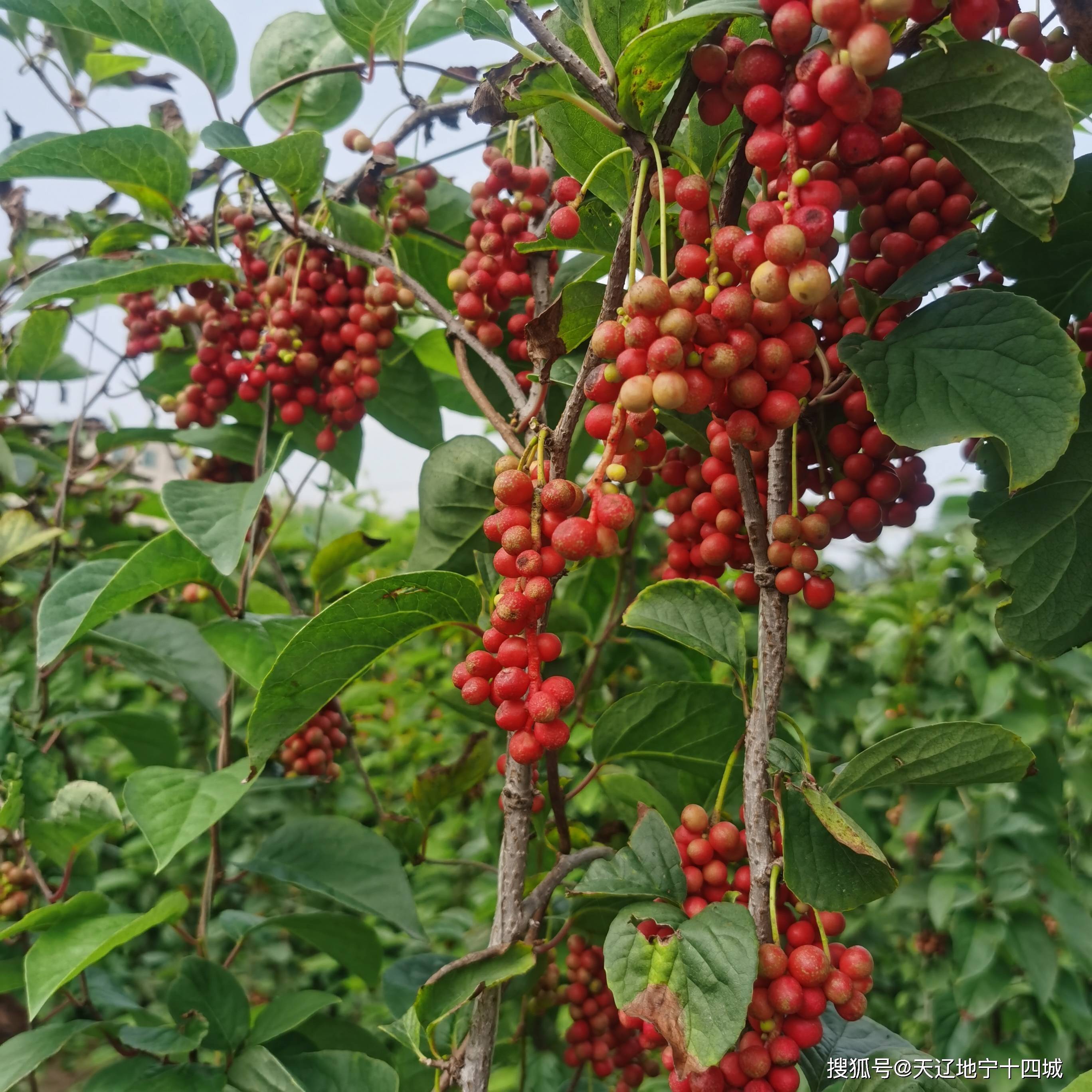 盖州:辽宁最大的五味子种植基地,特色产业带来致富"好