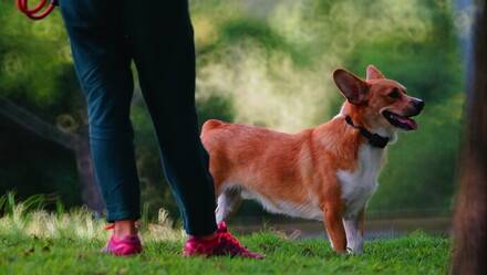 "放任"自家柴犬咬死猫妈妈,四川自贡一交警中队长被停职