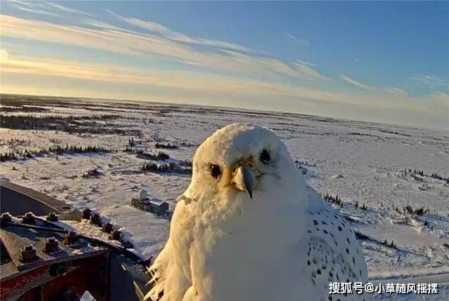 昆仑山现海东青攻击野兔雌鸟进洞将猎物赶出雄鸟等在洞外捕杀