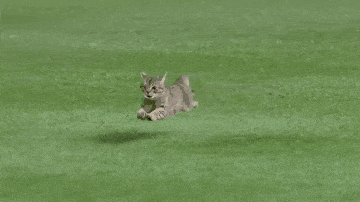 原创一只猫误入比赛场地猫你玩不起你个小垃圾你没有实力啊你