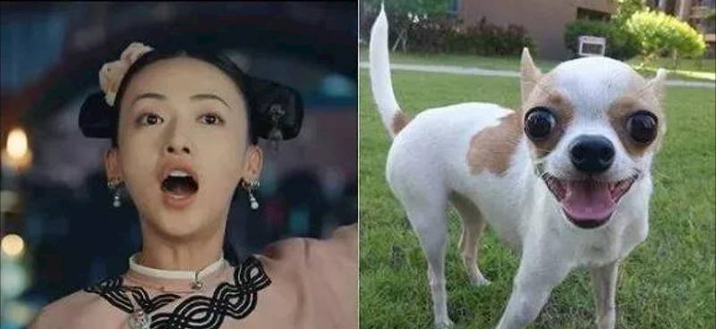 甚至,有些吉娃娃脾气不好,会攻击,被网友调侃为"狗