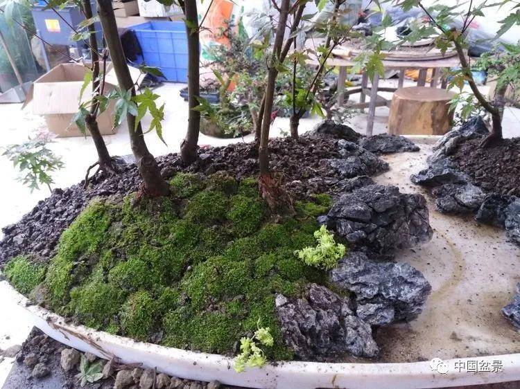 侯明刚:红枫水旱盆景制作过程_石头