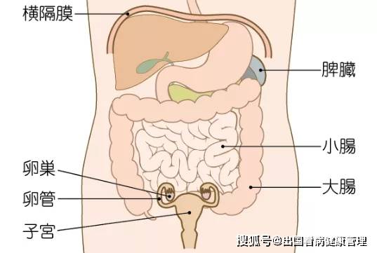 人体腹部构造,图源:ganjoho