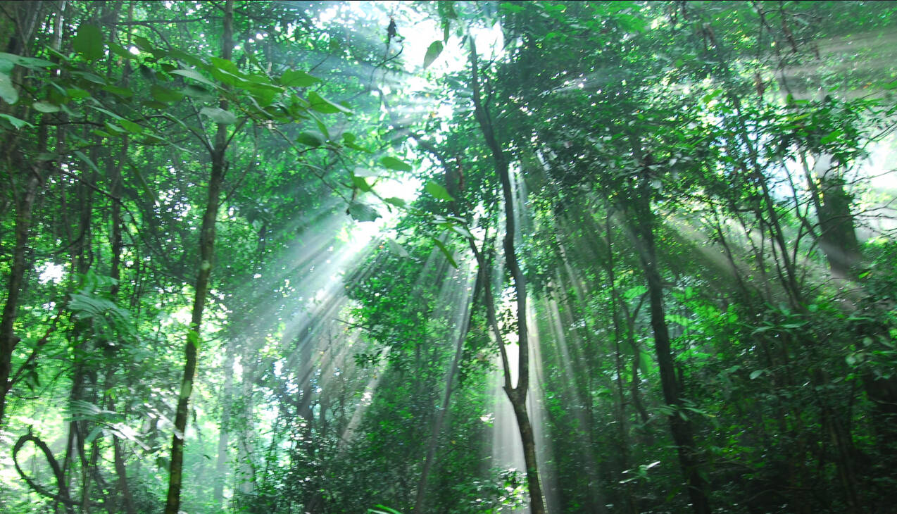 给孩子最美的假日礼物:探索北纬21°勐远热带雨林的秘密