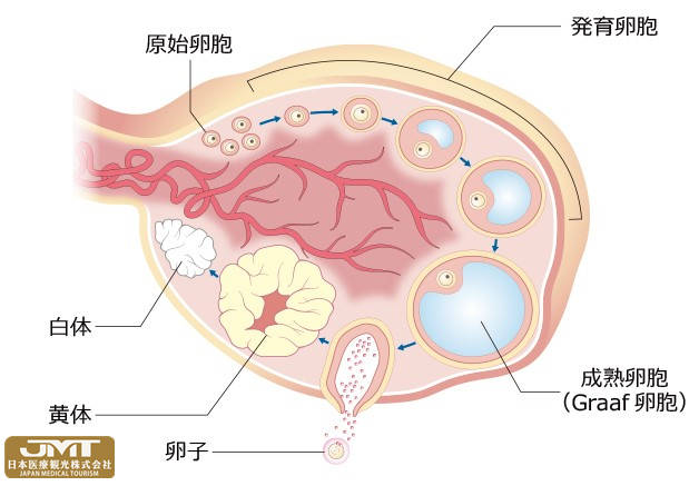 卵巢中卵泡发育的影像"排卵"是指成熟卵泡从卵巢表面突出,卵泡内的