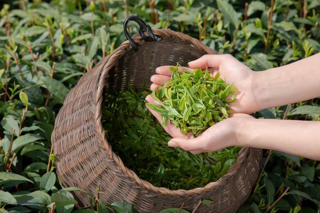 昭平茶叶种植带动10万名群众增收