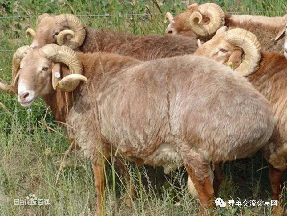 我国地方羊品种和分布