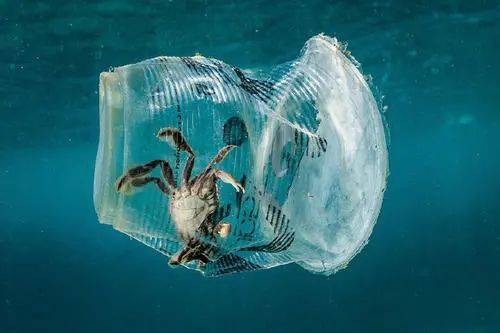 原创巨型海龟吞食6斤海洋垃圾死亡海洋垃圾对动物的影响有多恶劣