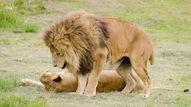 原创盘点狮子的一共14个亚种,其中并没有非洲狮,是不是很意外?