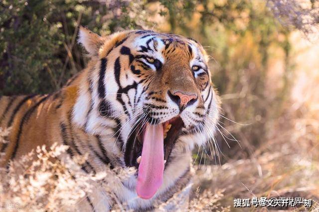 原创老虎的舌头有很多倒刺,如果被它舔一口,会怎么样?