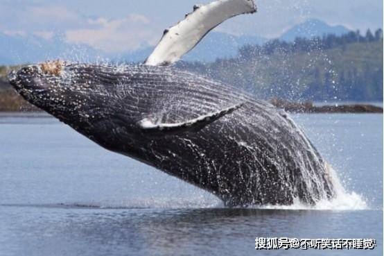 原创座头鲸是否吃人人被吞后居然奇迹生还为何经常打虎鲸