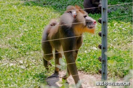 山魈为何比狼虎还可怕?山海经的传奇生物,现实中真的存在吗?