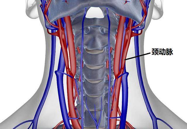 颈动脉一旦被堵,大脑就会严重缺血,8分钟大脑就会被损伤,出现失明