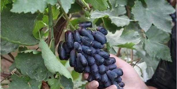 3年蓝宝石葡萄树苗,有空地要种几棵,口感很受欢迎,好吃极了