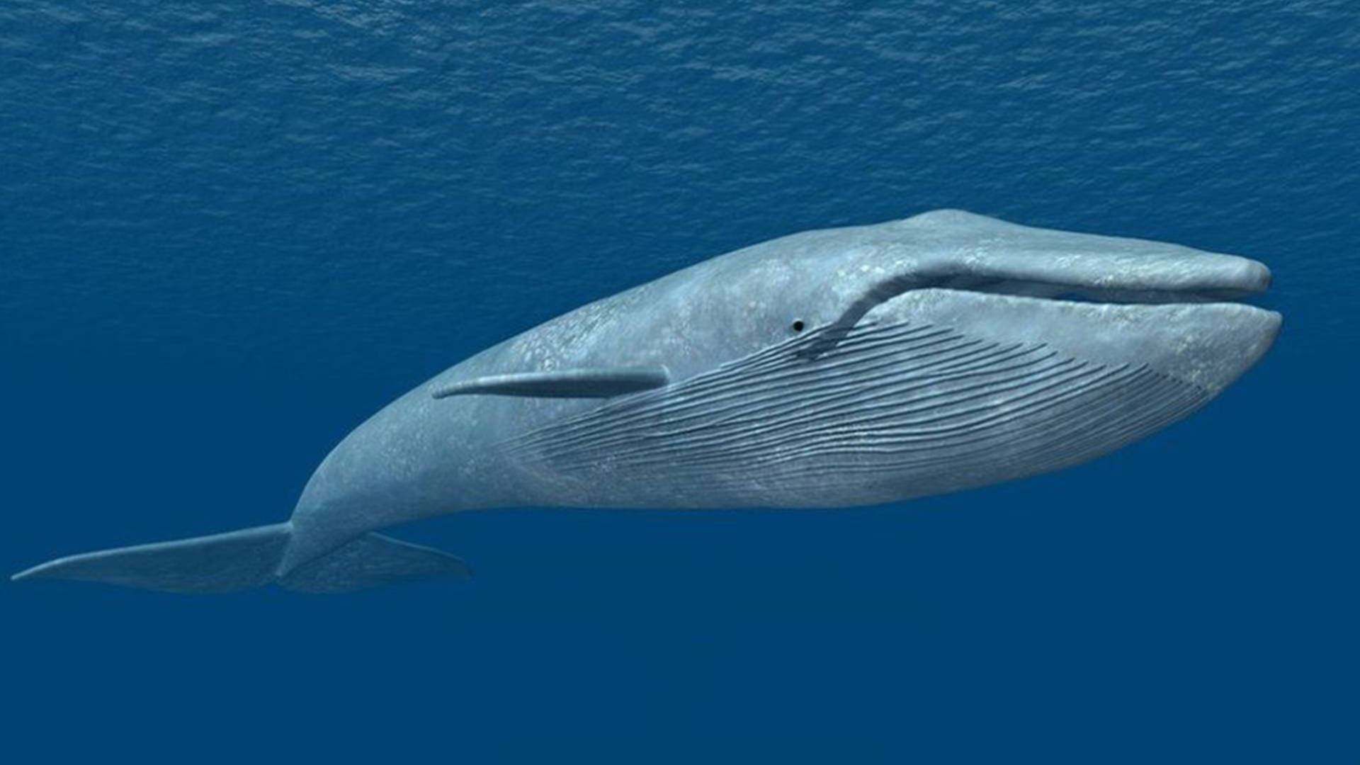 原创盘点地球上最大的10种鲸鱼座头鲸仅排第7蓝鲸一天要吃4吨