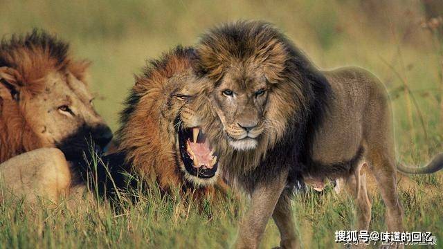 在自然界中,能与狮子相提并论的动物恐怕只有老虎了,同样是百兽之王