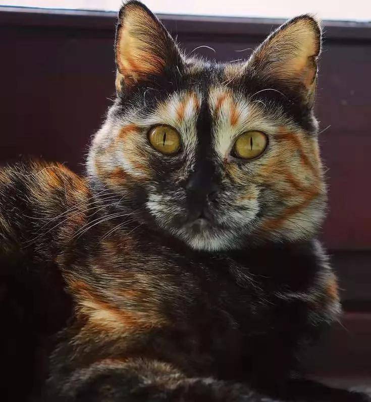 原创全世界滞销的"玳瑁猫",养过你才知道有多好!